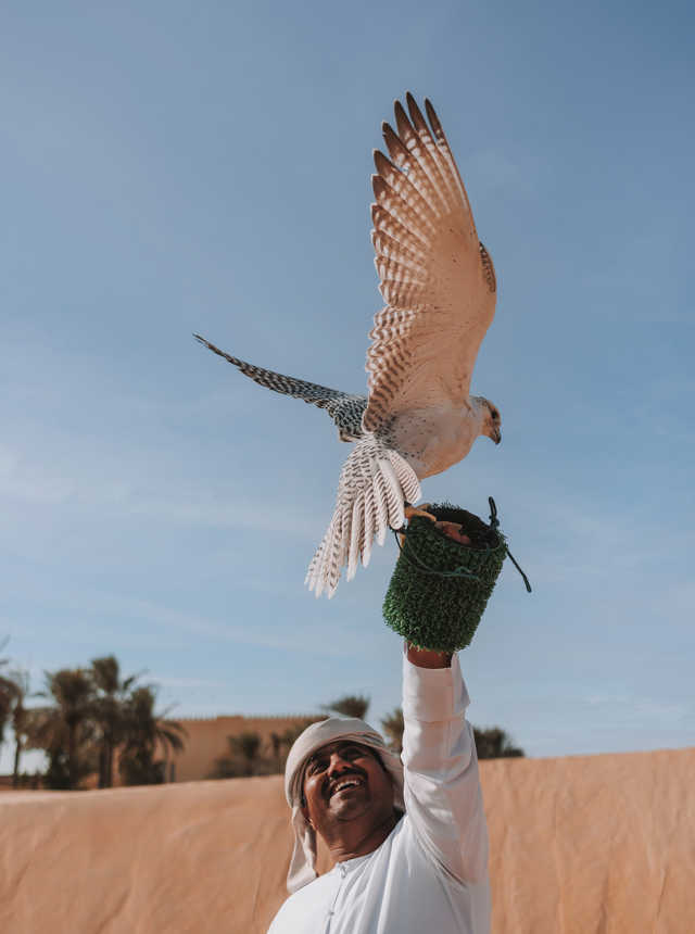Falconry